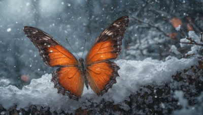 outdoors, wings, blurry, tree, no humans, animal, bug, butterfly, scenery, snow, snowing, mountain, branch, winter