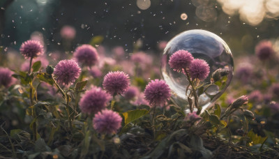 solo, flower, outdoors, sky, blurry, depth of field, leaf, moon, plant, scenery