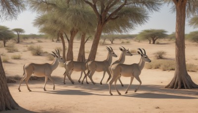 outdoors,sky,day,tree,blue sky,no humans,shadow,animal,grass,nature,scenery,walking,realistic,animal focus,desert,deer,standing,beach,sand,palm tree,sheep,goat