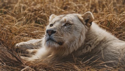 solo,brown eyes,closed mouth,outdoors,lying,no humans,animal,grass,plant,on stomach,realistic,animal focus,white fur,lion,signature,blurry,field