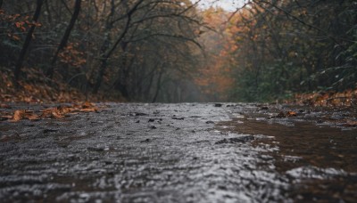 outdoors,day,water,blurry,tree,no humans,leaf,sunlight,nature,scenery,forest,autumn leaves,river,autumn,depth of field,rock,branch,bare tree,stream