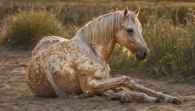 solo,sitting,full body,outdoors,blurry,from side,no humans,blurry background,animal,grass,realistic,animal focus,horse,photo background,lying,day,depth of field,on side,on ground