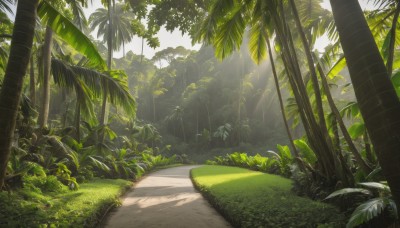 outdoors,day,tree,no humans,leaf,sunlight,grass,plant,nature,scenery,forest,light rays,palm tree,road,bush,shade,sunbeam,dappled sunlight,green theme,path