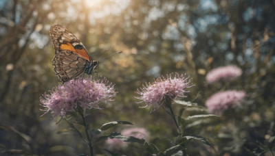 flower, outdoors, blurry, no humans, depth of field, blurry background, animal, bug, butterfly, realistic, purple flower, spider lily