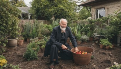 solo,shirt,long sleeves,1boy,holding,sitting,jacket,flower,white hair,male focus,outdoors,food,shoes,day,pants,tree,fruit,facial hair,brown footwear,black pants,formal,suit,plant,beard,mustache,basket,potted plant,bald,house,old,old man,garden,looking at viewer,black jacket,scenery,realistic