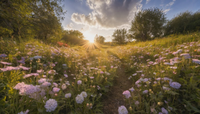 flower, outdoors, sky, day, cloud, tree, sunlight, cloudy sky, grass, nature, scenery, purple flower, sun, field, flower field