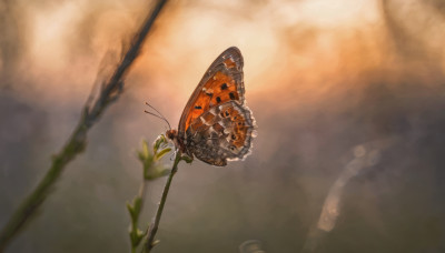 blurry, no humans, depth of field, bug, plant, butterfly, scenery, flying, realistic