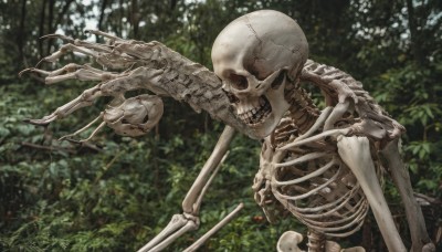 solo,upper body,outdoors,teeth,day,blurry,tree,no humans,blurry background,plant,nature,scenery,1other,forest,skull,ribs,skeleton,bone,flower,signature,depth of field,bug