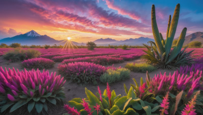 flower, outdoors, sky, cloud, no humans, cloudy sky, grass, plant, nature, scenery, sunset, mountain, sun, field, landscape, mountainous horizon