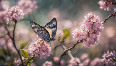 flower, outdoors, wings, day, blurry, tree, no humans, depth of field, blurry background, bug, cherry blossoms, butterfly, scenery, branch, spring (season)