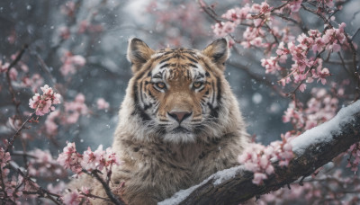 looking at viewer, outdoors, blurry, tree, no humans, depth of field, blurry background, animal, cherry blossoms, snow, snowing, realistic, branch, chinese zodiac, animal focus, tiger, year of the tiger, spring (season)