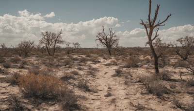 outdoors,sky,day,cloud,tree,blue sky,no humans,cloudy sky,grass,nature,scenery,road,bare tree,landscape,sand,desert