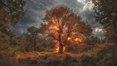 solo,standing,outdoors,sky,day,cloud,tree,no humans,glowing,leaf,sunlight,cloudy sky,grass,nature,scenery,forest,fantasy,fire,field,landscape