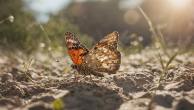 outdoors, wings, blurry, no humans, depth of field, bug, butterfly, scenery, flying