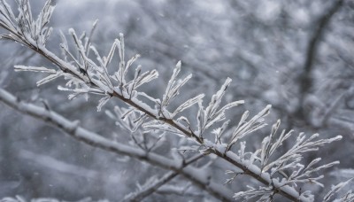 monochrome,outdoors,signature,blurry,tree,no humans,depth of field,blurry background,from above,plant,nature,scenery,snow,snowing,branch,winter,bare tree,still life,day,artist name,blurry foreground,muted color,fog,grey theme