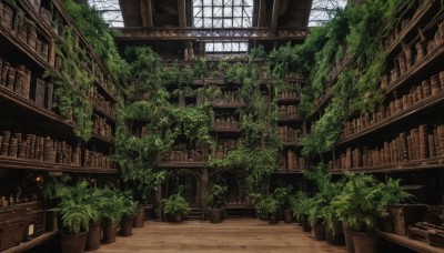 day,indoors,tree,book,no humans,window,sunlight,plant,scenery,stairs,bookshelf,potted plant,vines,shelf,library,ladder,overgrown,lamp