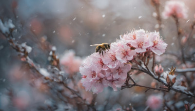 flower, outdoors, day, blurry, tree, petals, no humans, depth of field, blurry background, bird, cherry blossoms, scenery, branch, spring (season)