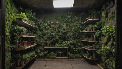 outdoors,day,tree,no humans,window,plant,nature,scenery,potted plant,shelf,overgrown,indoors,building,vines