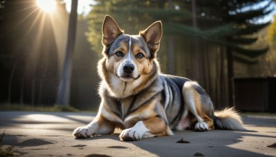 HQ,solo,looking at viewer,blue eyes,closed mouth,full body,outdoors,day,artist name,signature,blurry,dated,tree,pokemon (creature),no humans,blurry background,animal,sunlight,dog,realistic,animal focus,lying,on stomach,claws