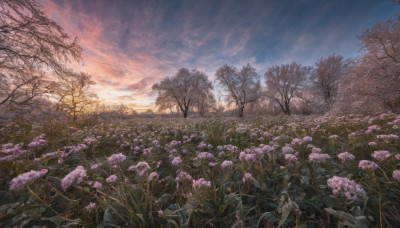 flower, outdoors, sky, cloud, tree, no humans, cloudy sky, grass, nature, scenery, sunset, field, landscape