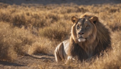 solo,outdoors,lying,blurry,no humans,depth of field,blurry background,animal,grass,claws,realistic,animal focus,lion,looking at viewer,water,nature,brown theme