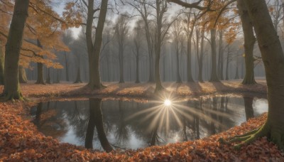 outdoors,day,water,tree,no humans,leaf,sunlight,nature,scenery,forest,reflection,light rays,autumn leaves,maple leaf,river,autumn,lake,sunbeam,landscape