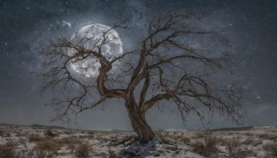 outdoors,sky,cloud,tree,no humans,night,moon,grass,star (sky),nature,night sky,scenery,snow,full moon,starry sky,branch,winter,bare tree,landscape