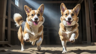 HQ,looking at viewer,open mouth,full body,outdoors,day,tongue,indoors,tongue out,black eyes,collar,no humans,window,animal,fangs,sunlight,walking,running,dog,realistic,animal focus,hallway,shiba inu,claws,light rays