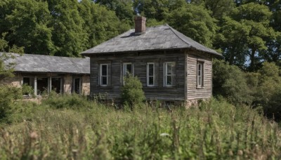 outdoors,sky,day,blurry,tree,no humans,window,depth of field,grass,plant,building,nature,scenery,forest,door,potted plant,bush,house