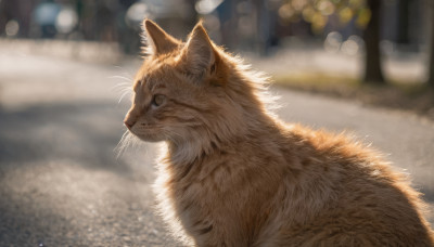 solo, closed mouth, outdoors, signature, blurry, no humans, depth of field, blurry background, animal, cat, realistic, road, animal focus, bokeh, whiskers