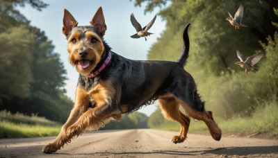 HQ,open mouth,outdoors,sky,day,tongue,tongue out,blurry,collar,tree,blue sky,no humans,depth of field,blurry background,bird,animal,grass,nature,flying,walking,running,dog,realistic,leash,road,animal focus,looking at viewer,full body,bush,animal collar