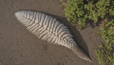 outdoors,wings,tree,no humans,shadow,leaf,from above,feathers,plant,scenery,branch,day,artist name,signature,grass,realistic,wall