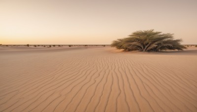 outdoors,sky,water,tree,no humans,ocean,beach,grass,plant,nature,scenery,sunset,sand,horizon,evening,shore,orange sky,desert,cloud,palm tree,sun