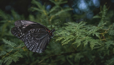 solo, wings, blurry, no humans, leaf, bug, butterfly, nature, forest, flying, antennae