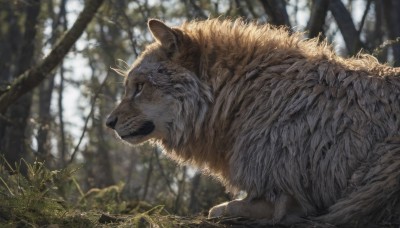 solo,closed mouth,outdoors,lying,day,signature,blurry,from side,tree,no humans,profile,depth of field,blurry background,chain,animal,plant,on stomach,nature,forest,realistic,animal focus,sunlight,grass,scenery,branch