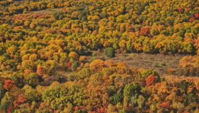 outdoors,tree,no humans,leaf,traditional media,nature,scenery,forest,road,painting (medium),autumn leaves,river,autumn,landscape,orange theme,bush