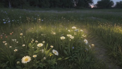 flower,outdoors,sky,day,tree,no humans,grass,plant,white flower,nature,scenery,forest,yellow flower,field,flower field,path,daisy,night,night sky,blue flower,landscape