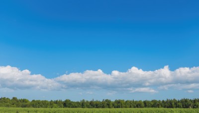 outdoors,sky,day,cloud,tree,blue sky,no humans,cloudy sky,grass,nature,scenery,forest,field