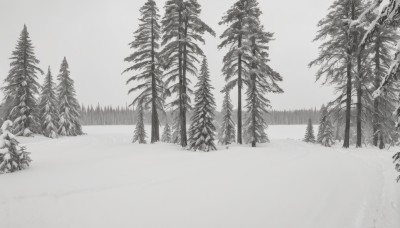 monochrome,greyscale,outdoors,tree,no humans,nature,scenery,snow,forest,winter,footprints,pine tree,sky