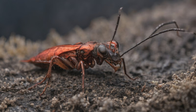 teeth, blurry, no humans, bug, monster, realistic, antennae, destruction