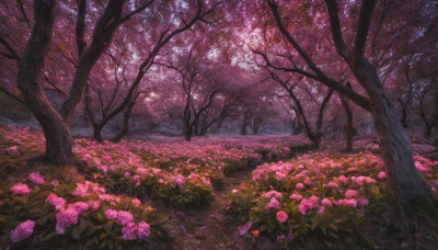 flower, outdoors, tree, no humans, leaf, grass, nature, scenery, pink flower, forest, field, path