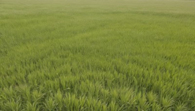 flower,outdoors,day,no humans,grass,nature,scenery,field,green theme,traditional media,plant