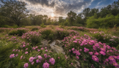 flower, outdoors, sky, day, cloud, tree, no humans, sunlight, cloudy sky, grass, nature, scenery, pink flower, forest, rock, sun, field, flower field, landscape