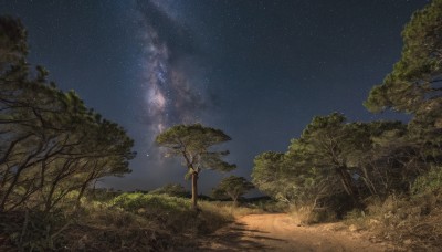 outdoors,sky,tree,no humans,night,shadow,grass,star (sky),nature,night sky,scenery,forest,starry sky,road,path,milky way