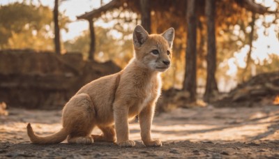 solo,closed mouth,full body,outdoors,day,blurry,black eyes,tree,no humans,depth of field,blurry background,animal,cat,dog,realistic,animal focus,autumn,signature,photo background