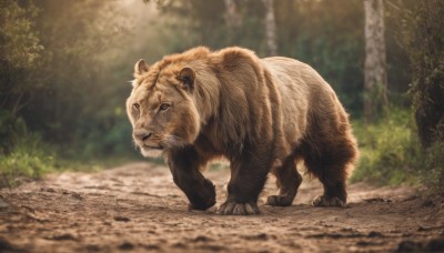 solo,looking at viewer,closed mouth,full body,outdoors,day,blurry,tree,no humans,depth of field,blurry background,animal,nature,claws,forest,realistic,animal focus,lion,standing,signature