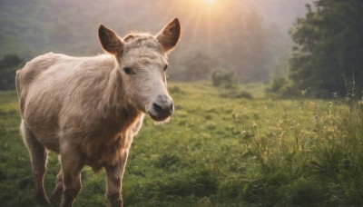 solo,flower,outdoors,sky,day,blurry,tree,no humans,depth of field,blurry background,animal,sunlight,grass,nature,scenery,forest,realistic,animal focus,looking at viewer,standing,cloud,cloudy sky,dog,light rays,sun,field