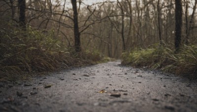 outdoors,day,blurry,tree,no humans,depth of field,grass,nature,scenery,forest,road,bare tree,leaf,plant,ground vehicle,rock