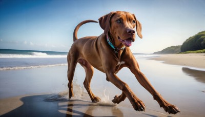 HQ,solo,open mouth,tail,full body,outdoors,sky,day,tongue,tongue out,water,black eyes,collar,blue sky,no humans,shadow,ocean,animal,beach,dog,realistic,leash,sand,animal focus,desert,tree,saliva,walking,animal collar