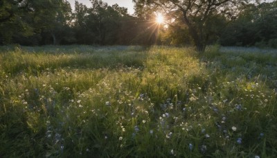 flower,outdoors,sky,day,tree,no humans,sunlight,grass,white flower,nature,scenery,forest,blue flower,light rays,field,cloud,lens flare,sun,landscape